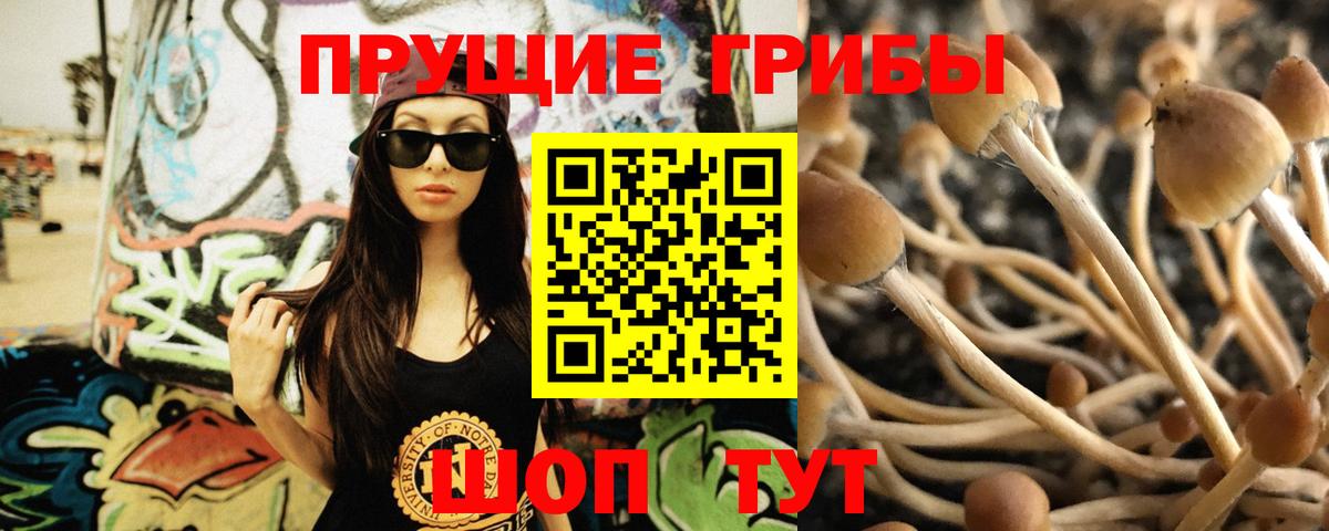 Кимры  где найти   Вход с VPN  Псилоцибиновые грибы мицелий 